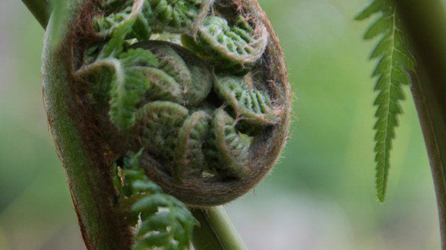 Coiled up fern spine