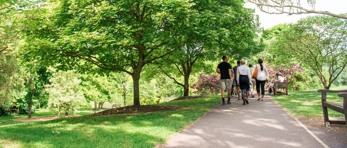 People walking on tree-lined path