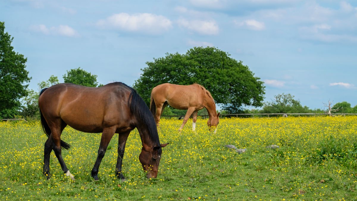 horses