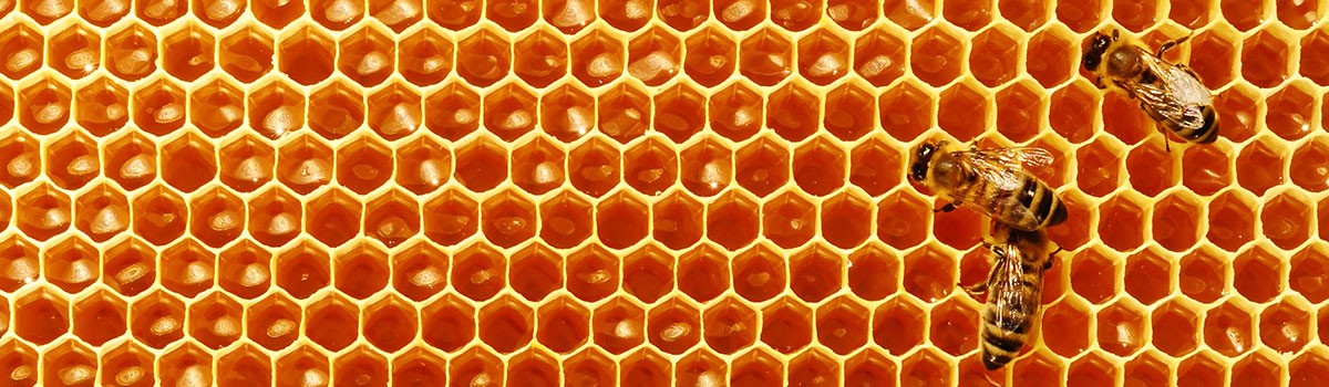 Bees in honeycomb