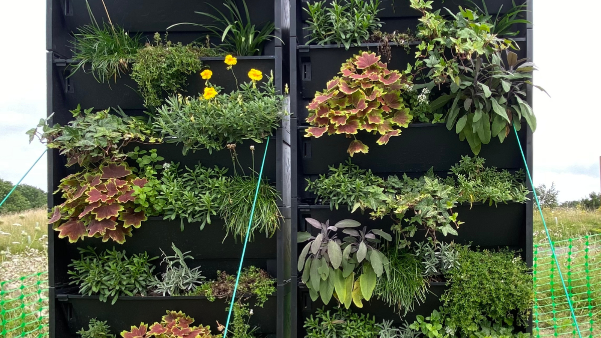 Ten healthy, happily verdant plant species pour greenly forth from a 1.5m green wall in Guildford. You can almost hear them rustle in the wind. 