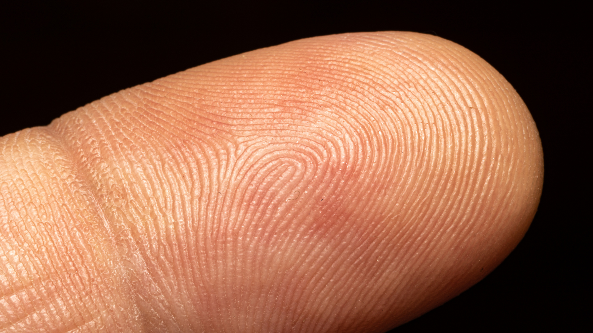 close up of a fingertip showing the fingerprint