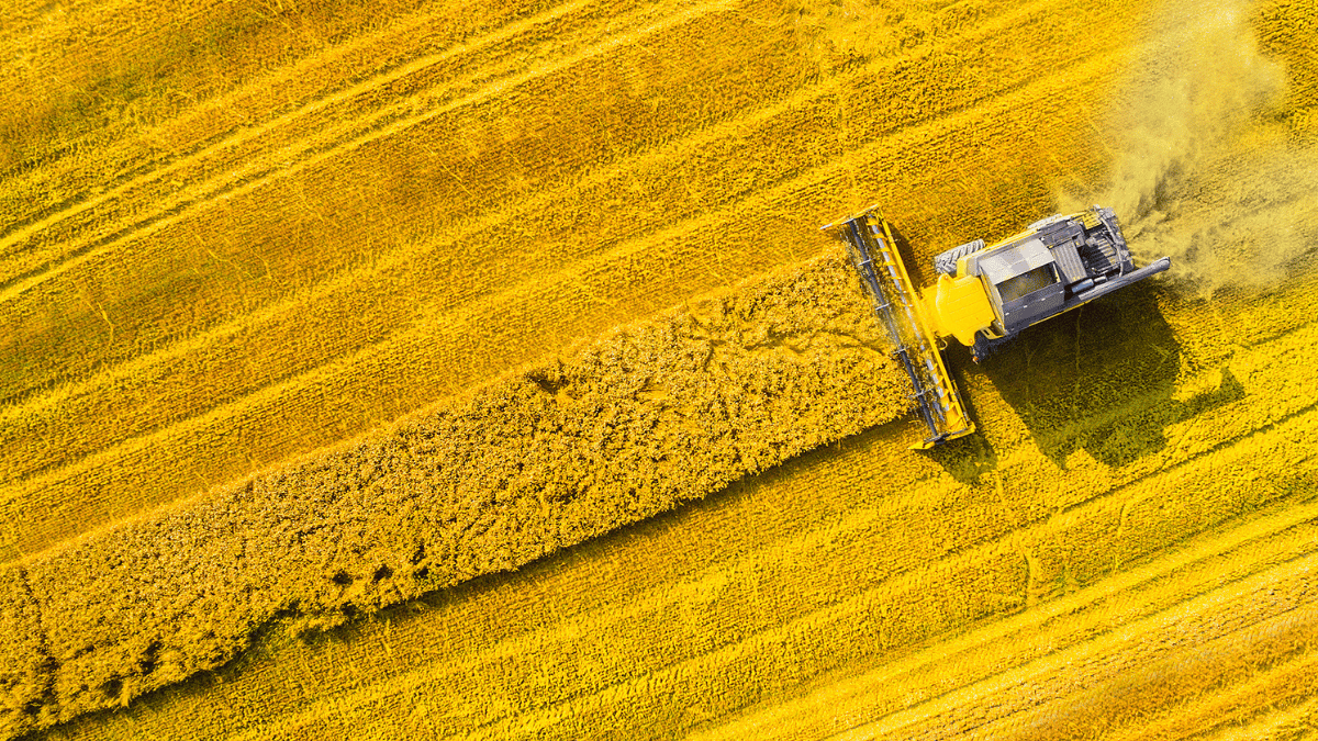 combine harvester in a yellow field