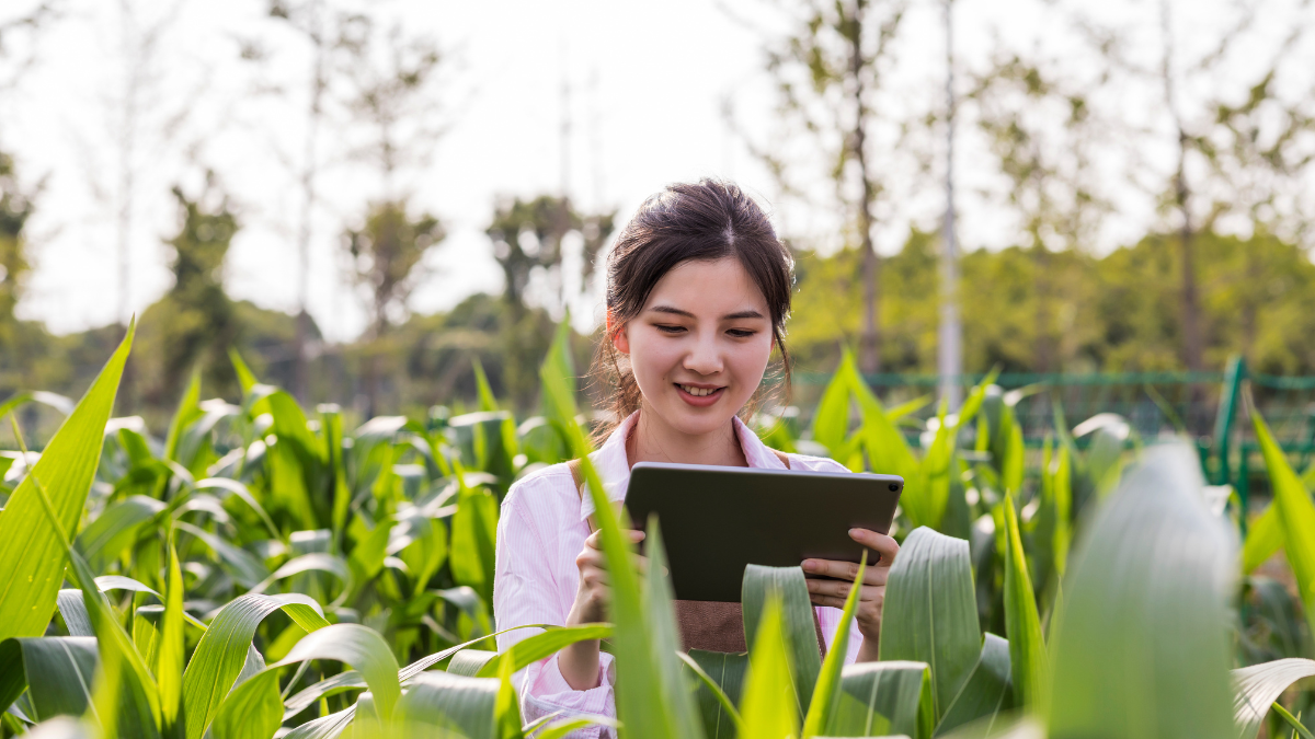 Scientist inspects corn crop in chinese field
