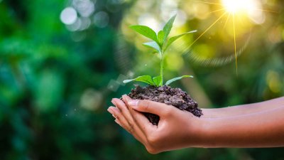 Person holding a small plant with soil