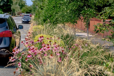 Bioswales on street