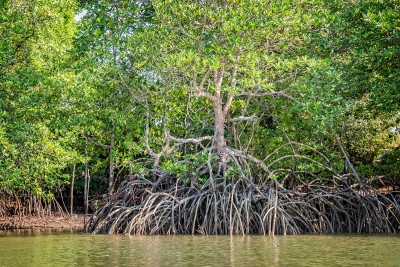 Mangroves