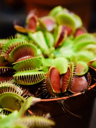 Venus fly trap