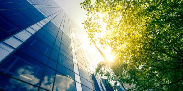 high rise building and tree