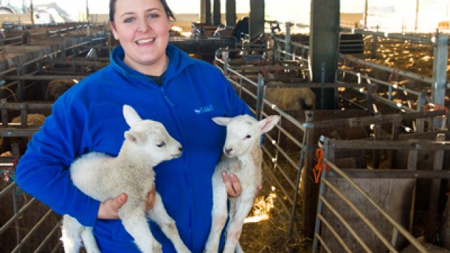 A vet student is holding two lambs