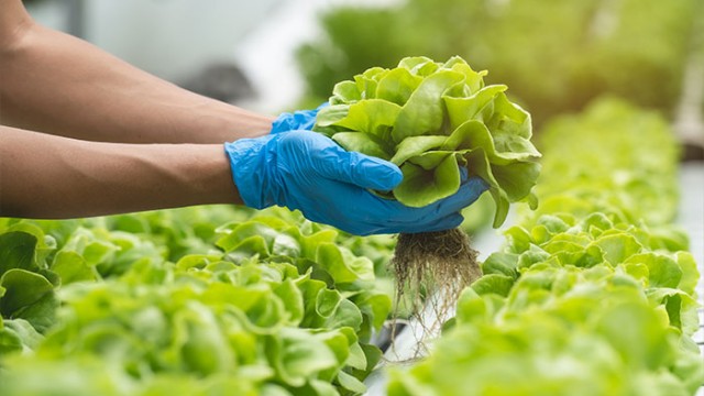 lettuce harvest