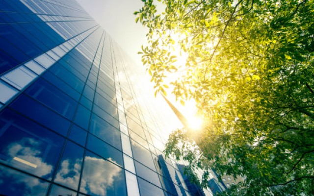 high rise building and tree