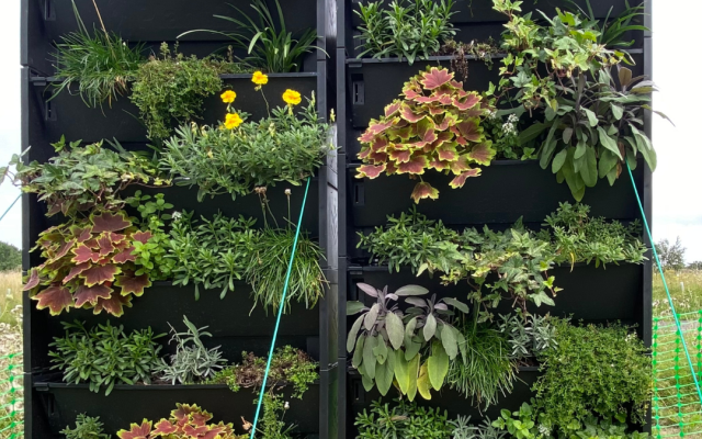 Ten healthy, happily verdant plant species pour greenly forth from a 1.5m green wall in Guildford. You can almost hear them rustle in the wind. 