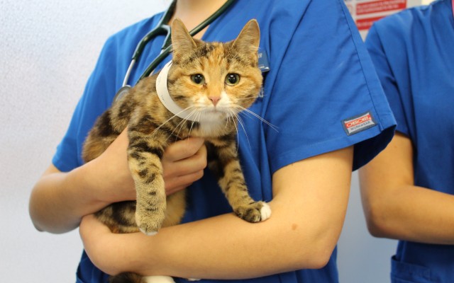 Veterinary medicine student holding a tabby cat