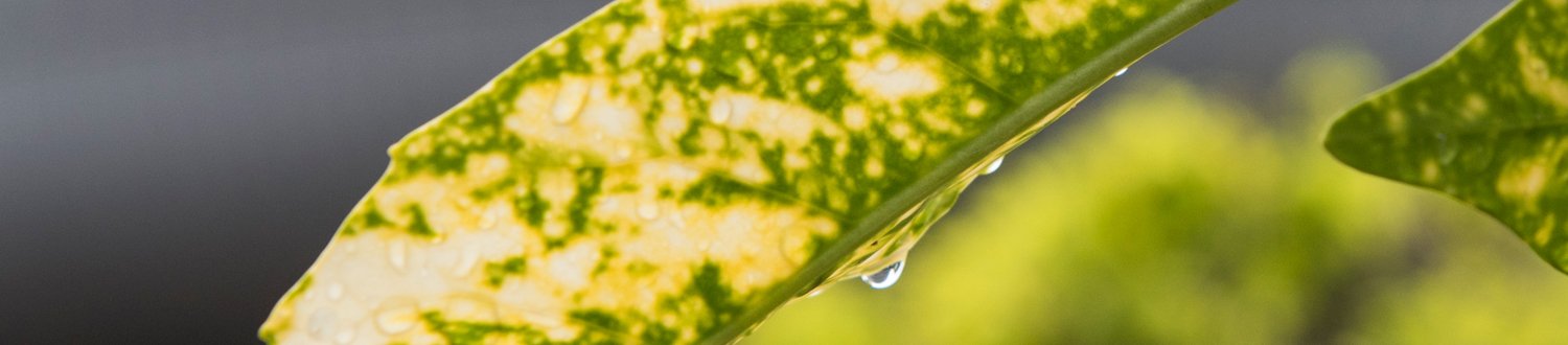 Surface of a leaf