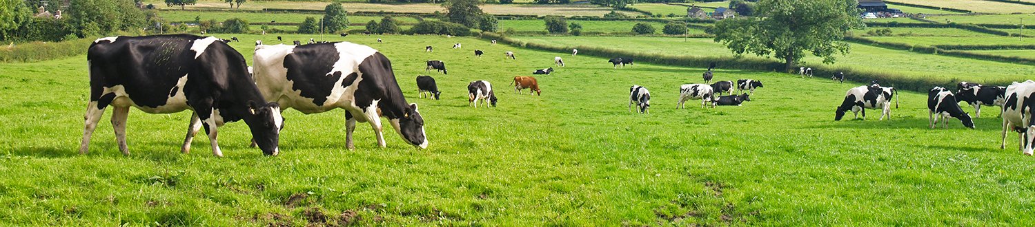 A herd of cows in a field