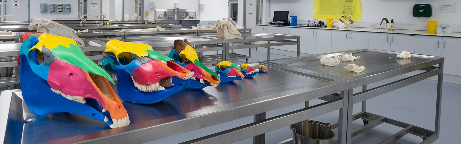 brightly painted animal skulls lined up in a row on a table in the pathology laboratory