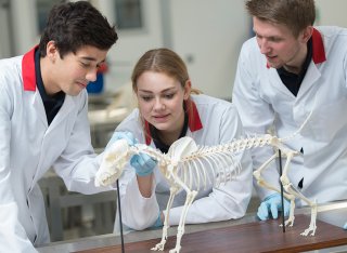 Three vet students are examining a small animal skeleton in an anatomy class.