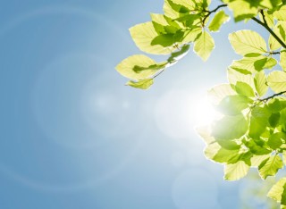 Leaves on tree with blue sky