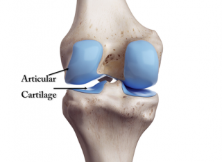 Generation of a novel in vitro system to investigate the effect of aging on the articular cartilage