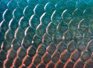 Close up of fish scales