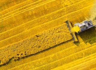 combine harvester in a yellow field
