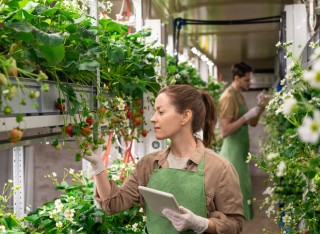 vertical_farming 