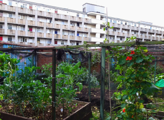 Cranbrook community garden