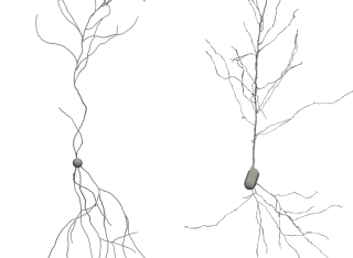 Neuron growth