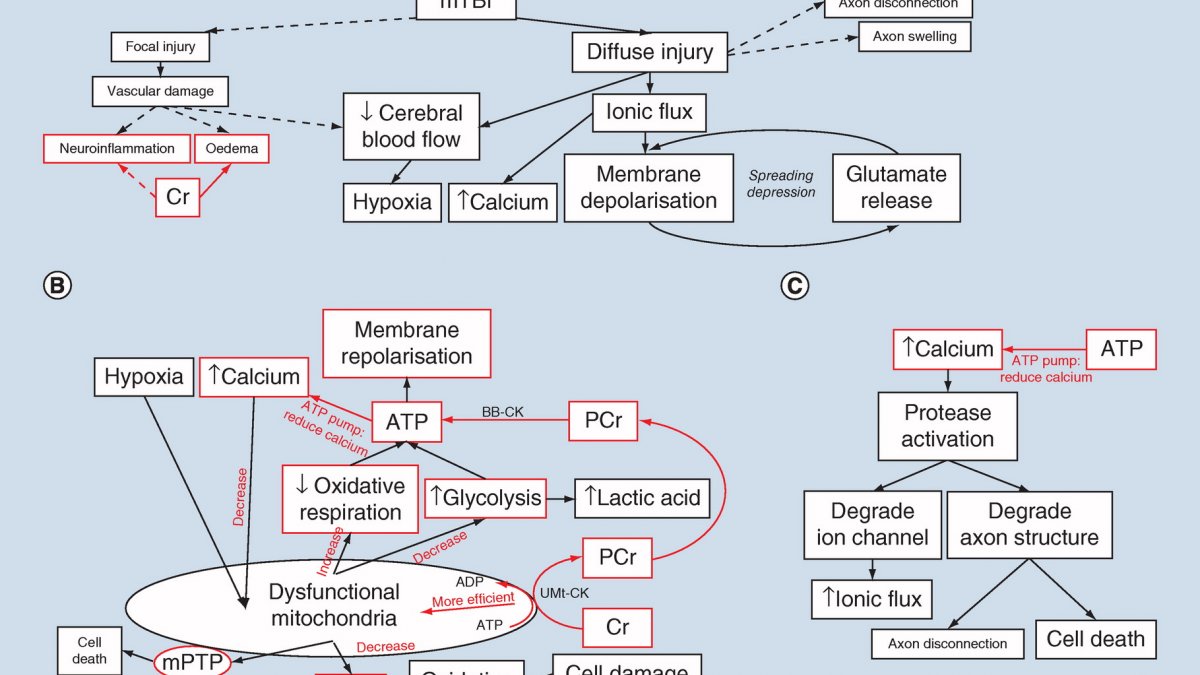 Creatine & Concussion