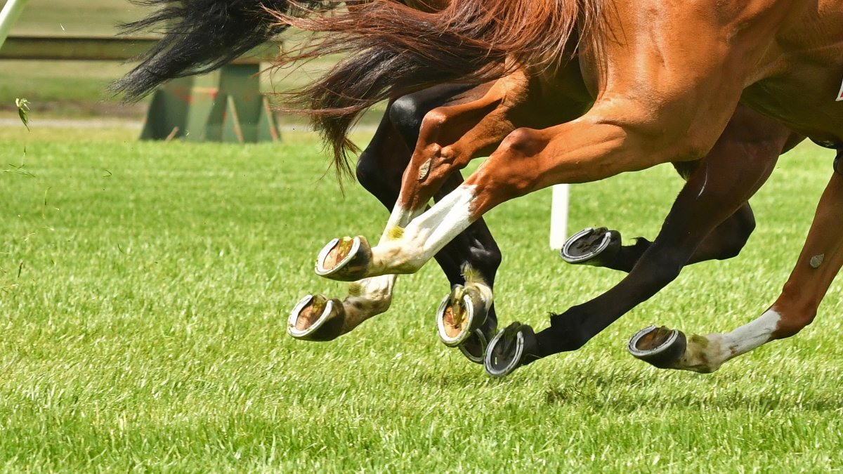 Horses racing