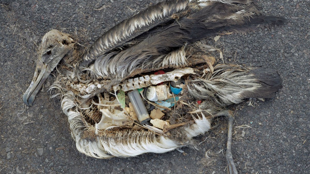 A dead albatross decayed on the beach shows plastic in its stomach