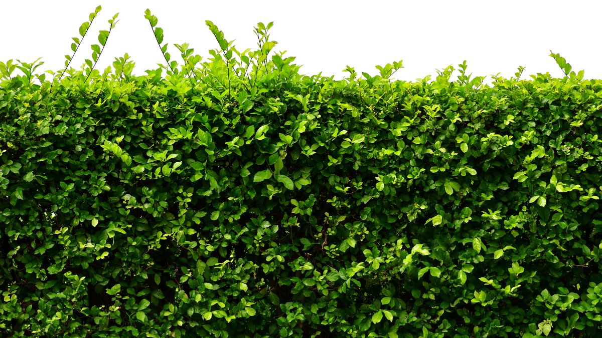 A healthy green hedge