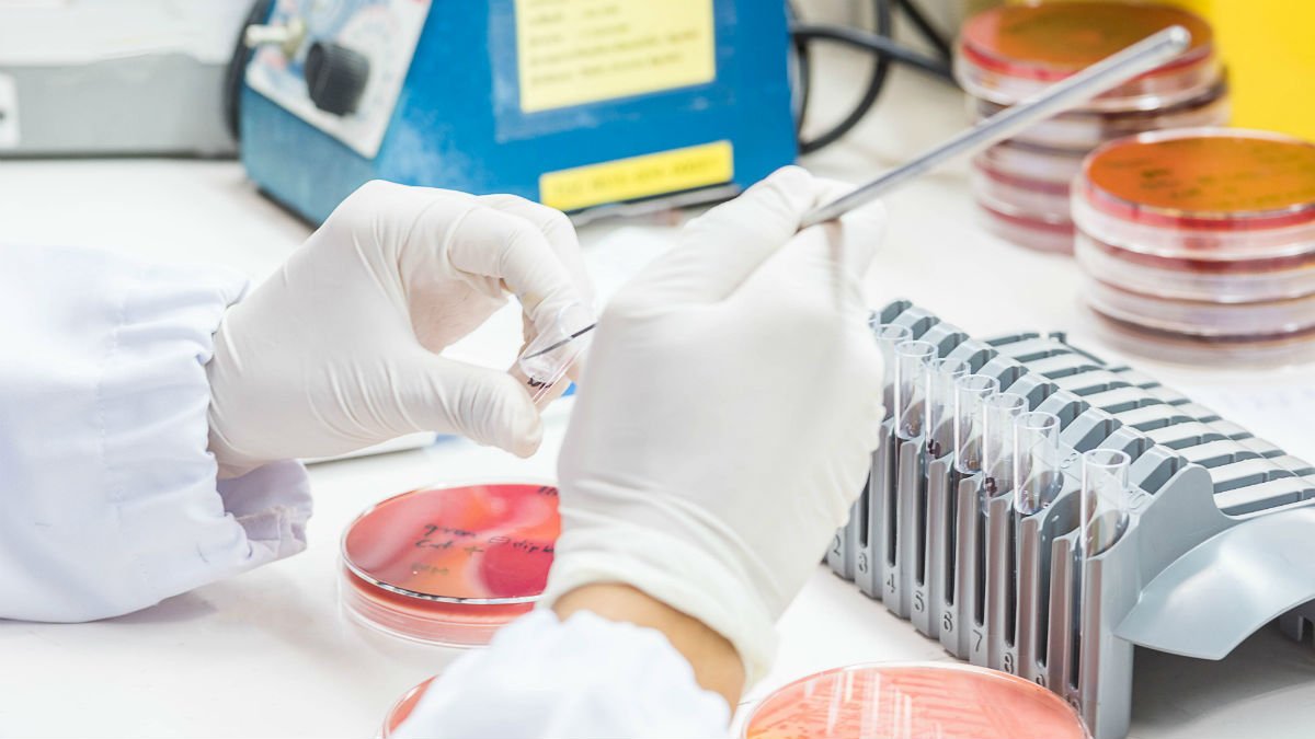 Scientist using petri dish