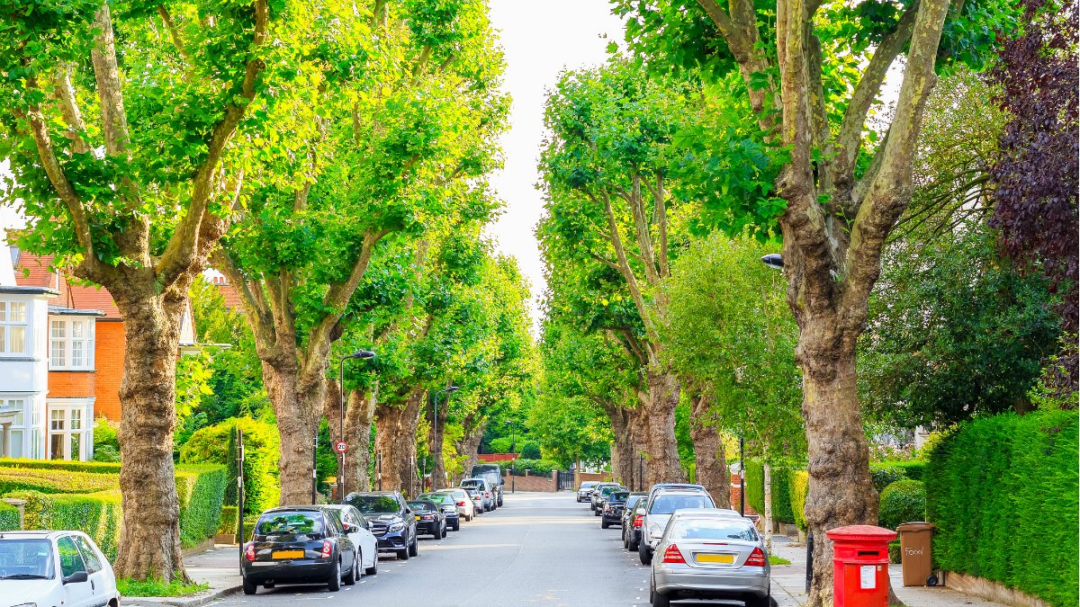 Beating the Summer Heat with Trees