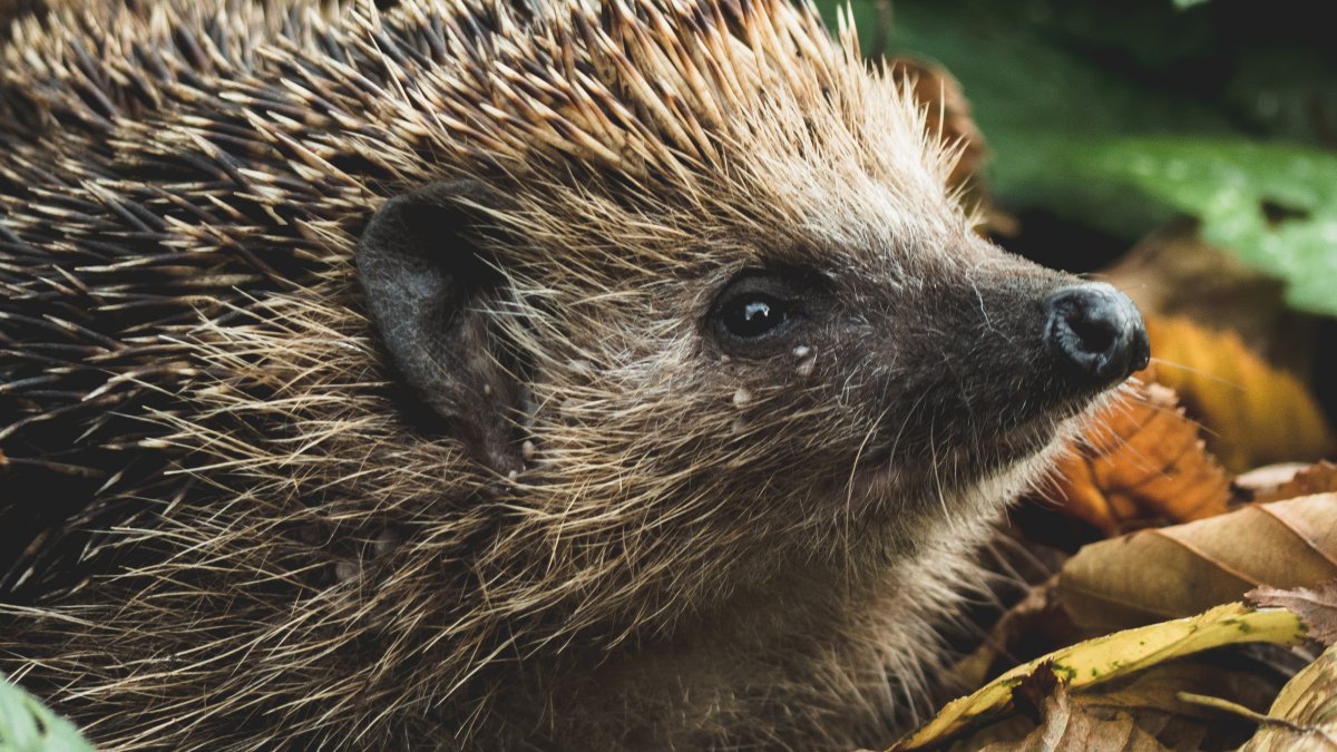 Hedgehog in leaves