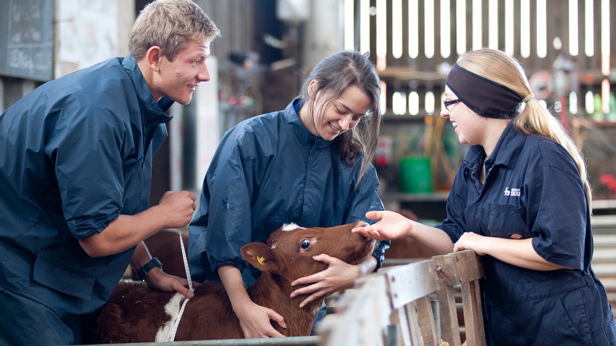 Student standing next to a calf