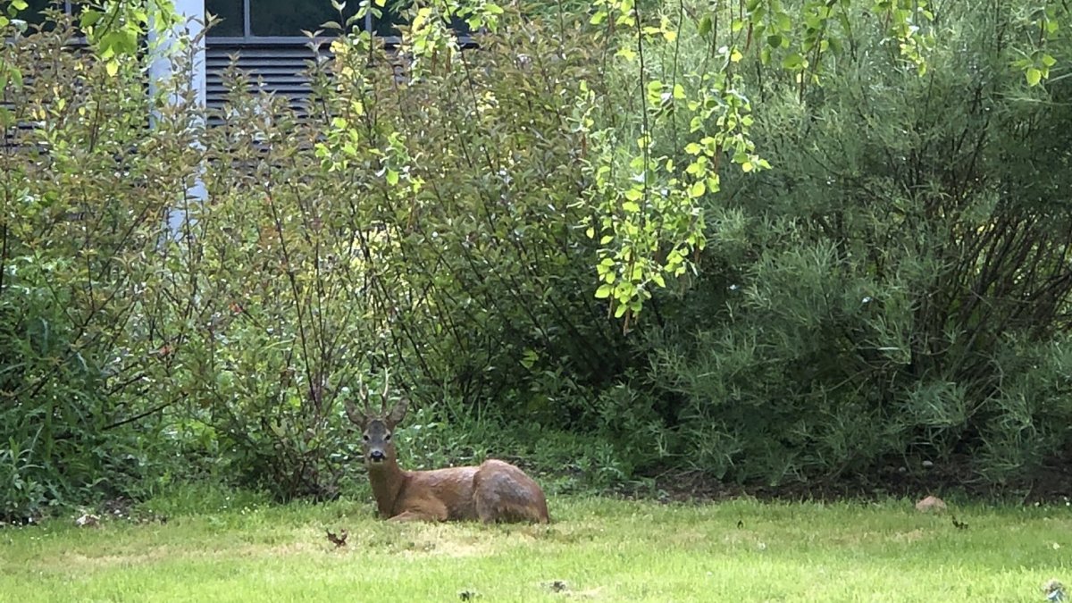 Wildlife thrives amidst campus calm | University of Surrey