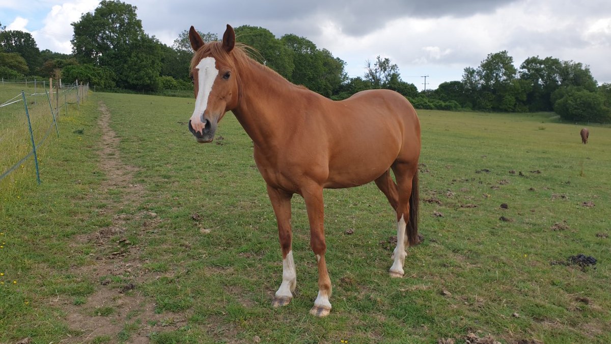 Ruby the pony, standing in a field