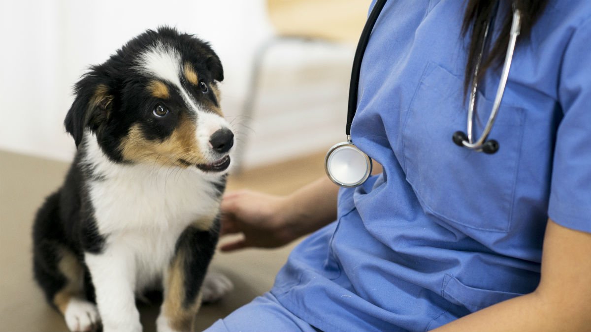 Puppy sat on vet table