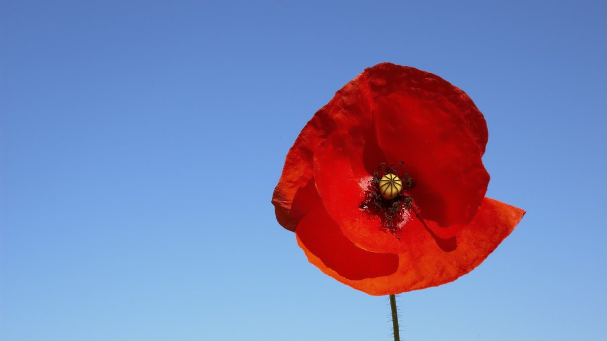 Five Reasons To Remember This Remembrance Day | University Of Surrey