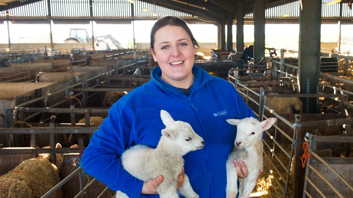 Student holding lambs