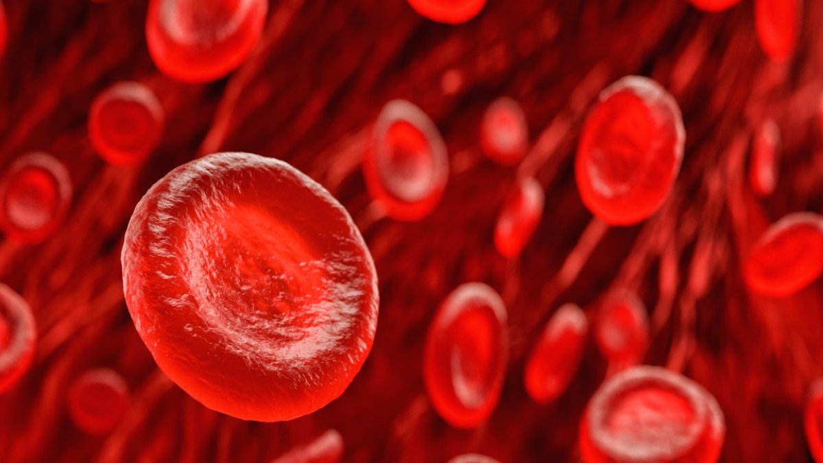 Lab-grown red blood cells transfused into humans for the first time