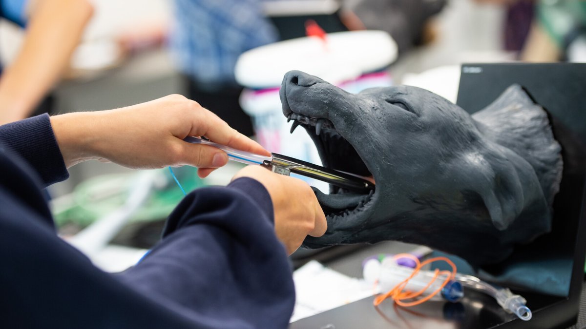 Veterinary Medicine and Science practical session