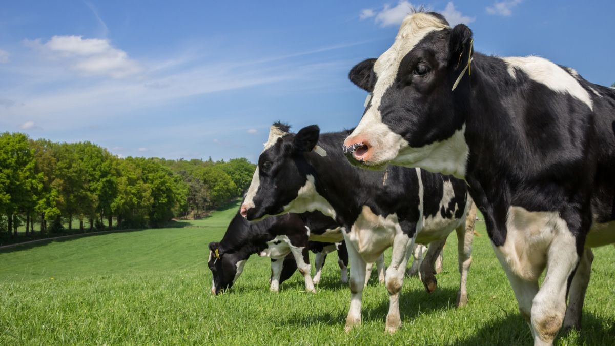 Dairy cows in a grassy field under a blue sky