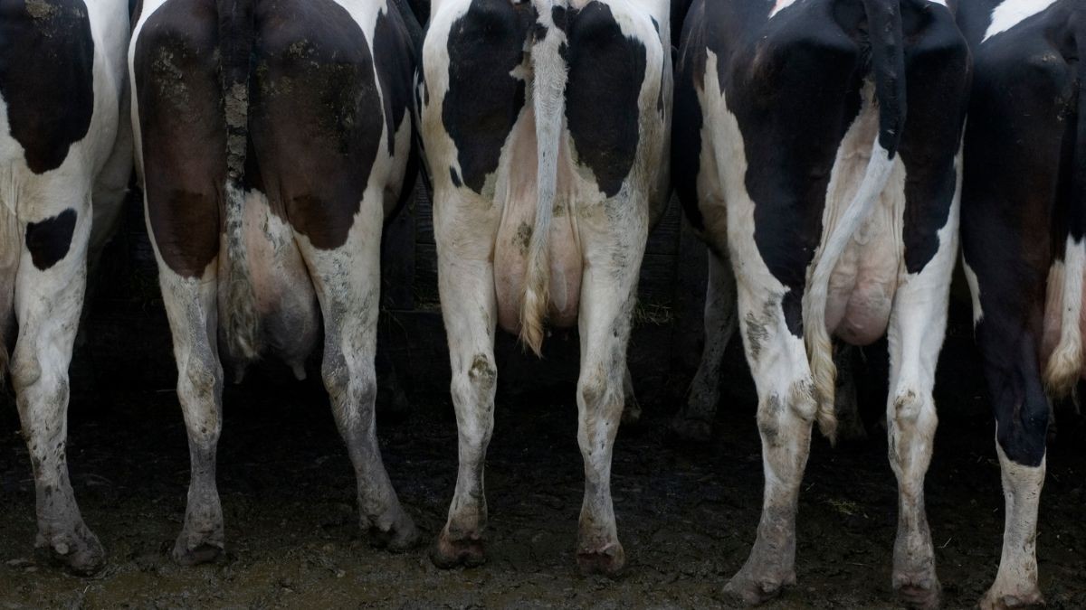 Fresian dairy cows seen from the rear, standing in mud 