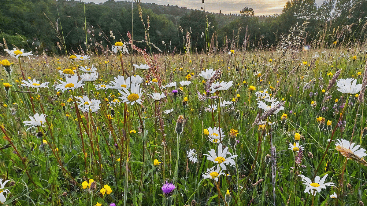 field of wildflowers