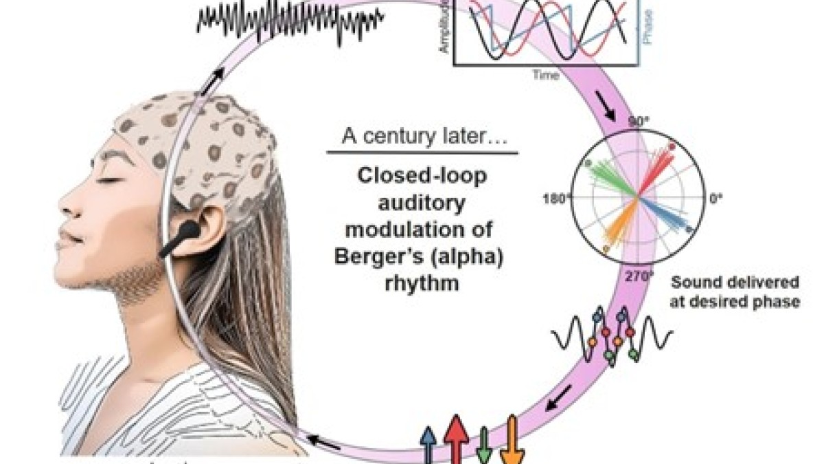 Sound Stimulation with Precise Timings Can Help Understand Brain Wave Functions